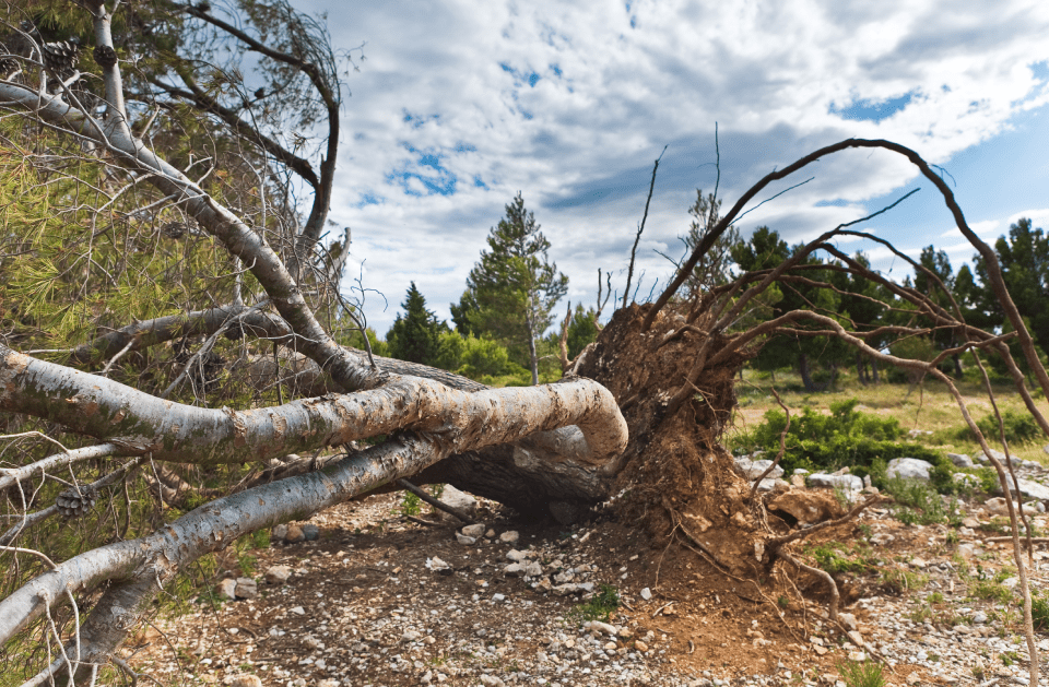 TREE REMOVAL