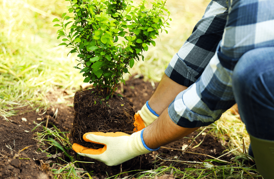 TREE PLANTING SERVICES